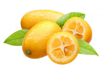 CS Marmelade 'Kumquat'
